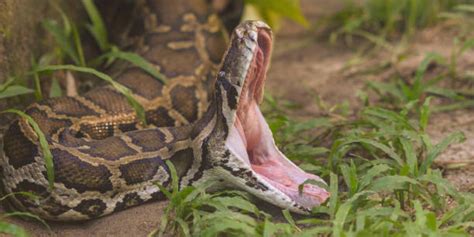 come sa mi da|Una serpiente pitón se come a una mujer de 36 años en Indonesia.